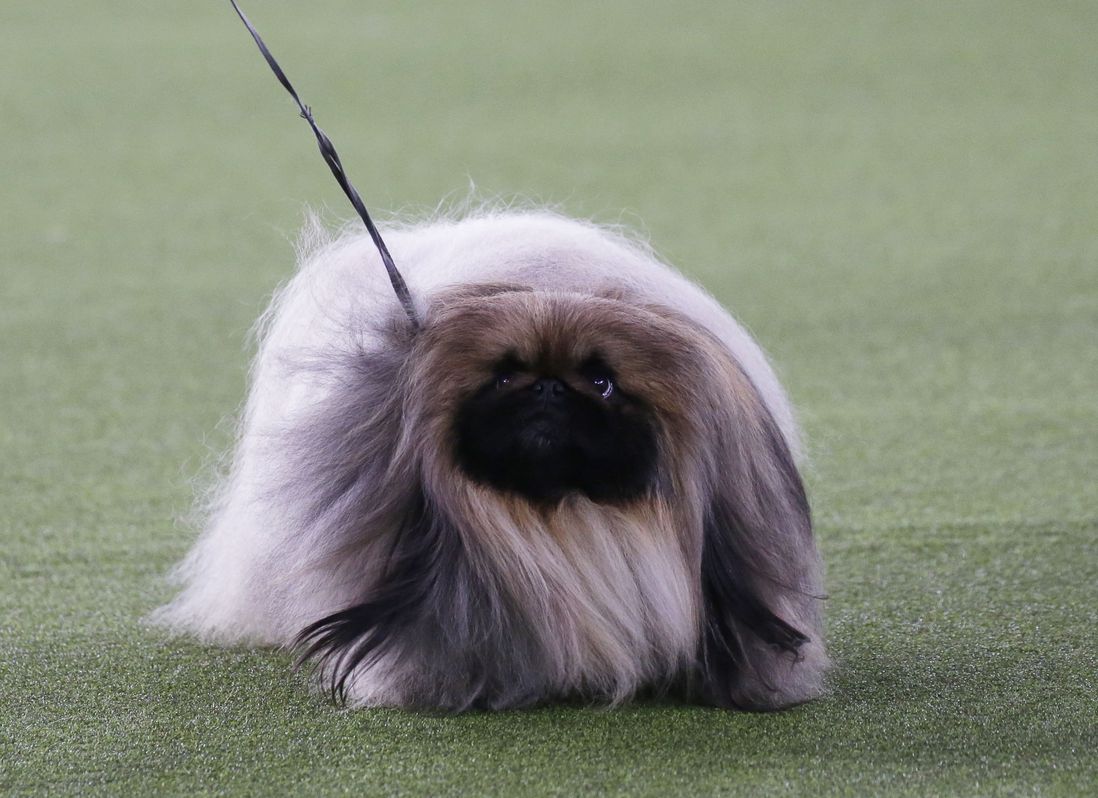 Wasabi walks; he looks like a fluffy mop with a face.